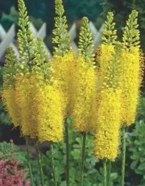 eremurus-pustynnik-himalajski-zolty-klacza-1-szt-bulwa-klacze