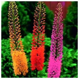 eremurus-pustynnik-himalajski-mix-klacza-1-szt-bulwa-klacze