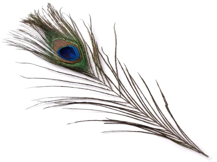 pawie-pioro-20-25-cm