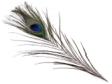 pawie-pioro-20-25-cm