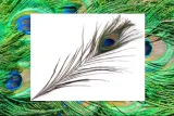 pawie-pioro-20-25-cm-stan-nowy