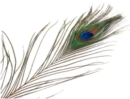 dlugie-pawie-pioro-70-90-cm