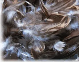 male-brazowe-piorka-perliczki