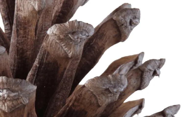 big-szyszka-stan-nowy