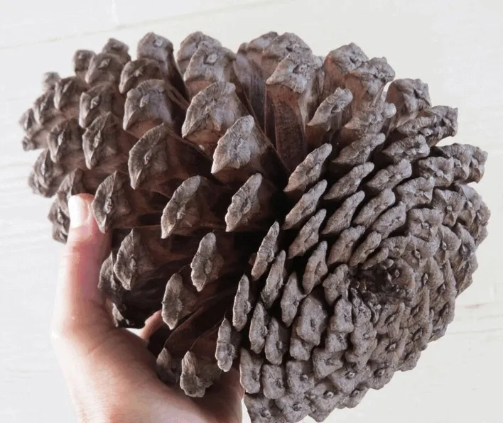 big-szyszka-material-inny