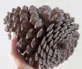 big-szyszka-material-inny