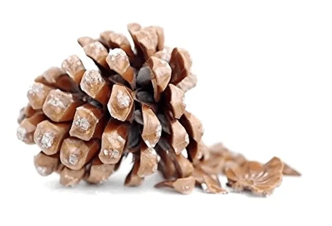 big-szyszka-stan-nowy