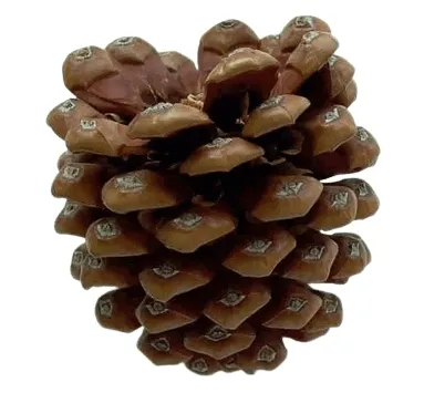 big-szyszka-kod-producenta-78jj125