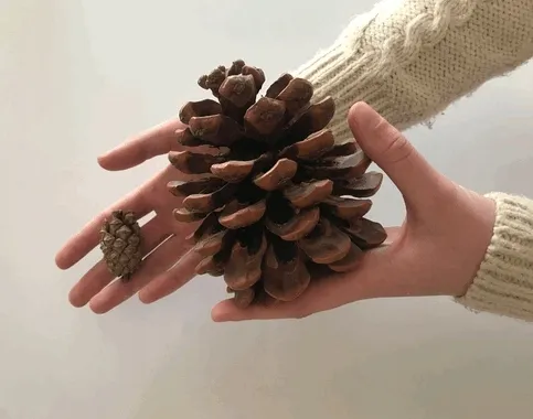 big-szyszka-typ-suszone