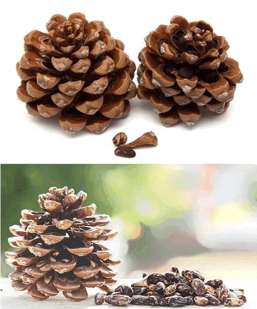 big-szyszka-stan-nowy-material-inny