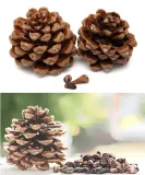 big-szyszka-stan-nowy-material-inny