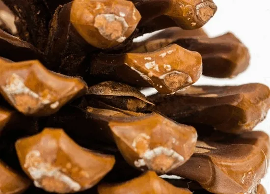 big-szyszka-stan-nowy