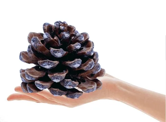 big-szyszka-stan-nowy-rodzaj-rosliny-inny