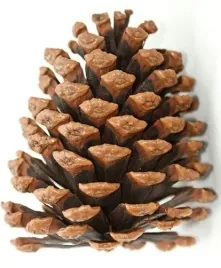 szyszki-sosny-na-sztuki-5-10-cm-na-sztuki