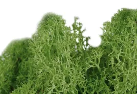 mech-dekoracyjny-100-gram