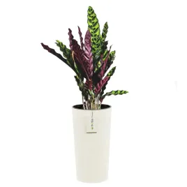 doniczka-donica-okragla-o-30-cm-h-575-cm-bialy-elegancka-wysoka-prazki