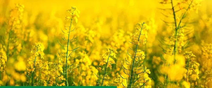 primseed-multi-b-5l-intermag-zaprawa-nasienna-przyspieszenie-wschodow-forma-plyn