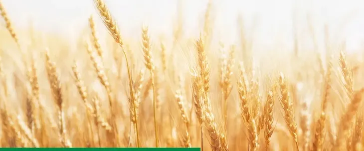 primseed-multi-b-5l-intermag-zaprawa-nasienna-przyspieszenie-wschodow-waga-5-5-kg