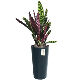 doniczka-donica-okragla-o-30-cm-h-575-cm-antracyt-elegancka-wysoka-prazki