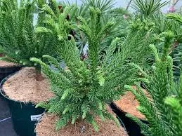 kryptomeria-japonska-dinger-4l