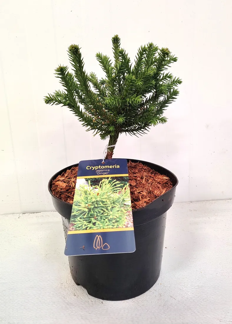 kryptomeria-japonska-dinger-4l-waga-z-opakowaniem-15-kg