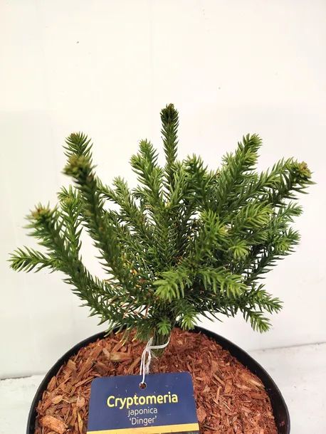 kryptomeria-japonska-dinger-4l-rodzaj-rosliny-inny