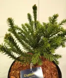 kryptomeria-japonska-dinger-4l-roslina-w-postaci-sadzonka-w-pojemniku-3-5l