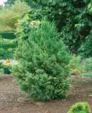 kryptomeria-japonska-dacrydioides-4l