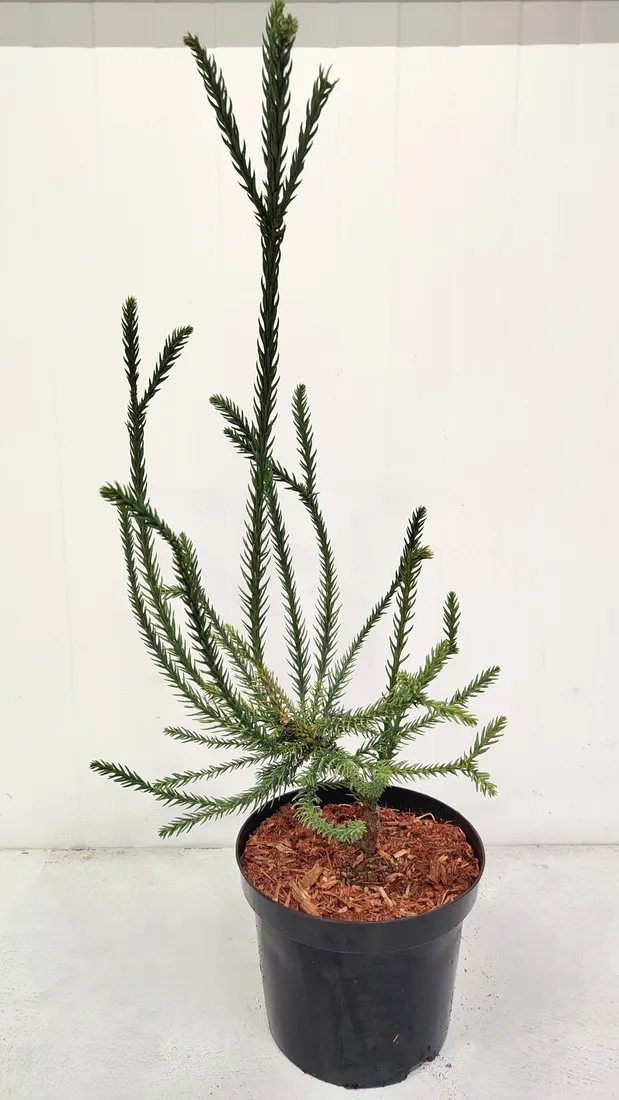 kryptomeria-japonska-dacrydioides-4l-waga-z-opakowaniem-15-kg