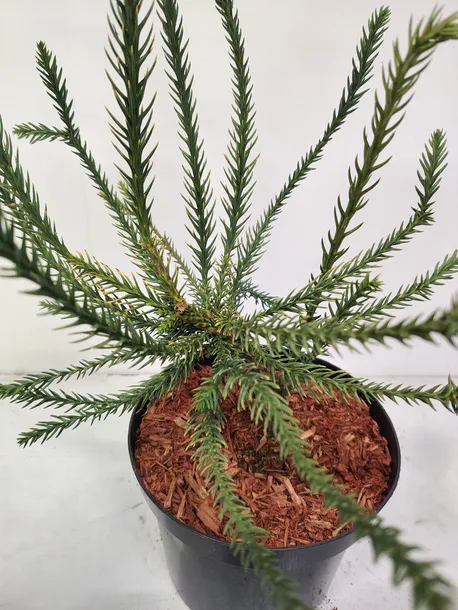 kryptomeria-japonska-dacrydioides-4l-rodzaj-rosliny-inny