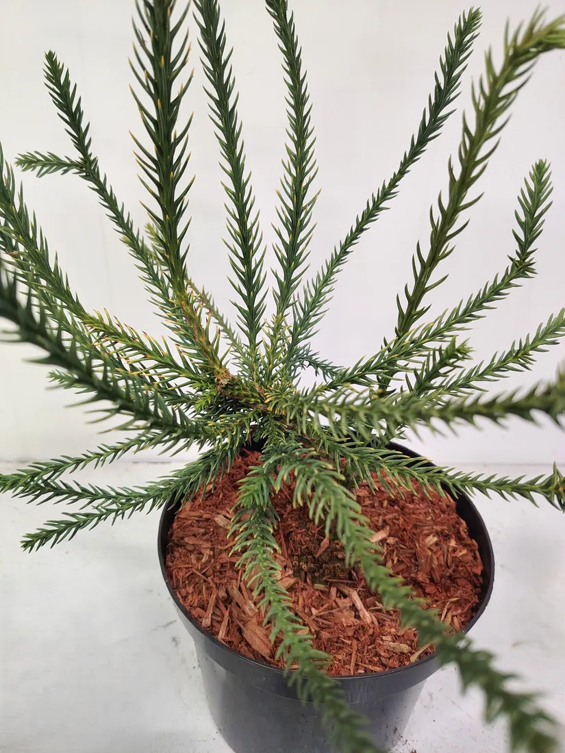 kryptomeria-japonska-dacrydioides-4l-waga-z-opakowaniem-15-kg