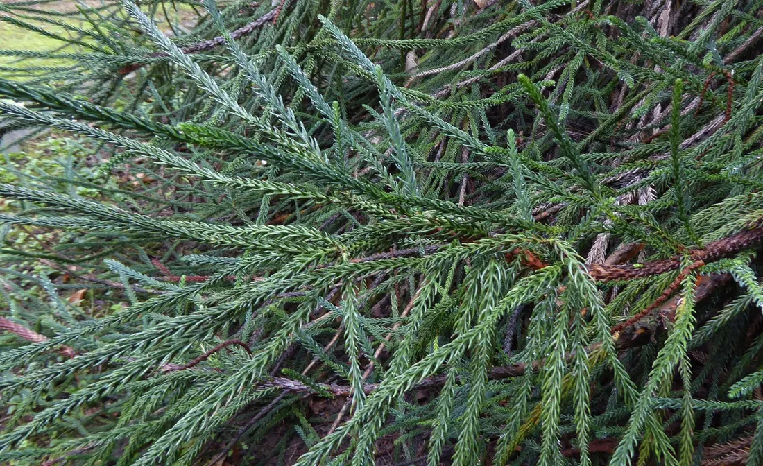 kryptomeria-japonska-dacrydioides-4l