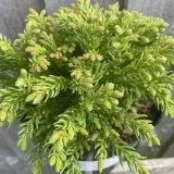 kryptomeria-japonska-hide-5l