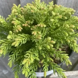 kryptomeria-japonska-hide-5l