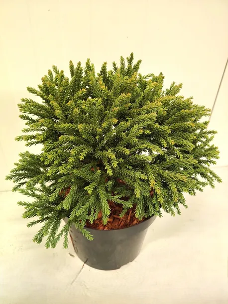 kryptomeria-japonska-hide-5l-rodzaj-rosliny-inny