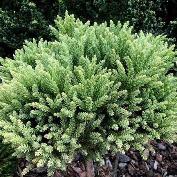 kryptomeria-japonska-hide-5l-roslina-w-postaci-sadzonka-w-pojemniku-3-5l