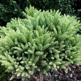 kryptomeria-japonska-hide-5l-roslina-w-postaci-sadzonka-w-pojemniku-3-5l