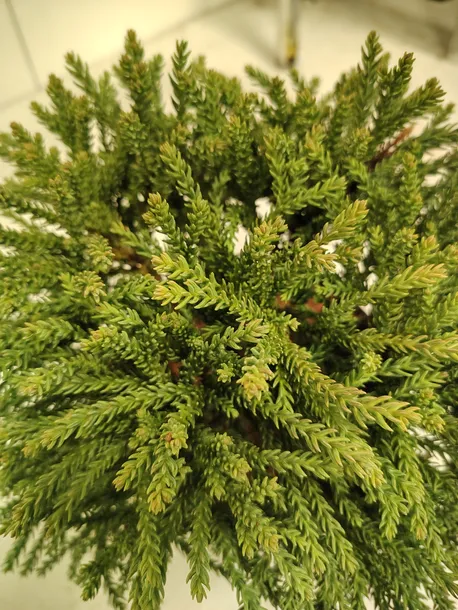 kryptomeria-japonska-hide-5l-wysokosc-sadzonki-25-30-cm