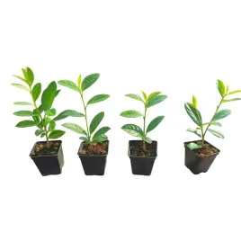 laurowisnia-wschodnia-novita-15-30cm-doniczka-p9