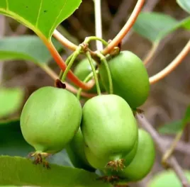 mini-kiwi-issai-aktinidia-samopylne-obuplciowe-mrozoodporne-odporne-pnacze