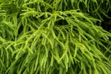 kryptomeria-japonska-spiralis-5l