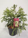 kryptomeria-japonska-spiralis-5l-waga-z-opakowaniem-15-kg