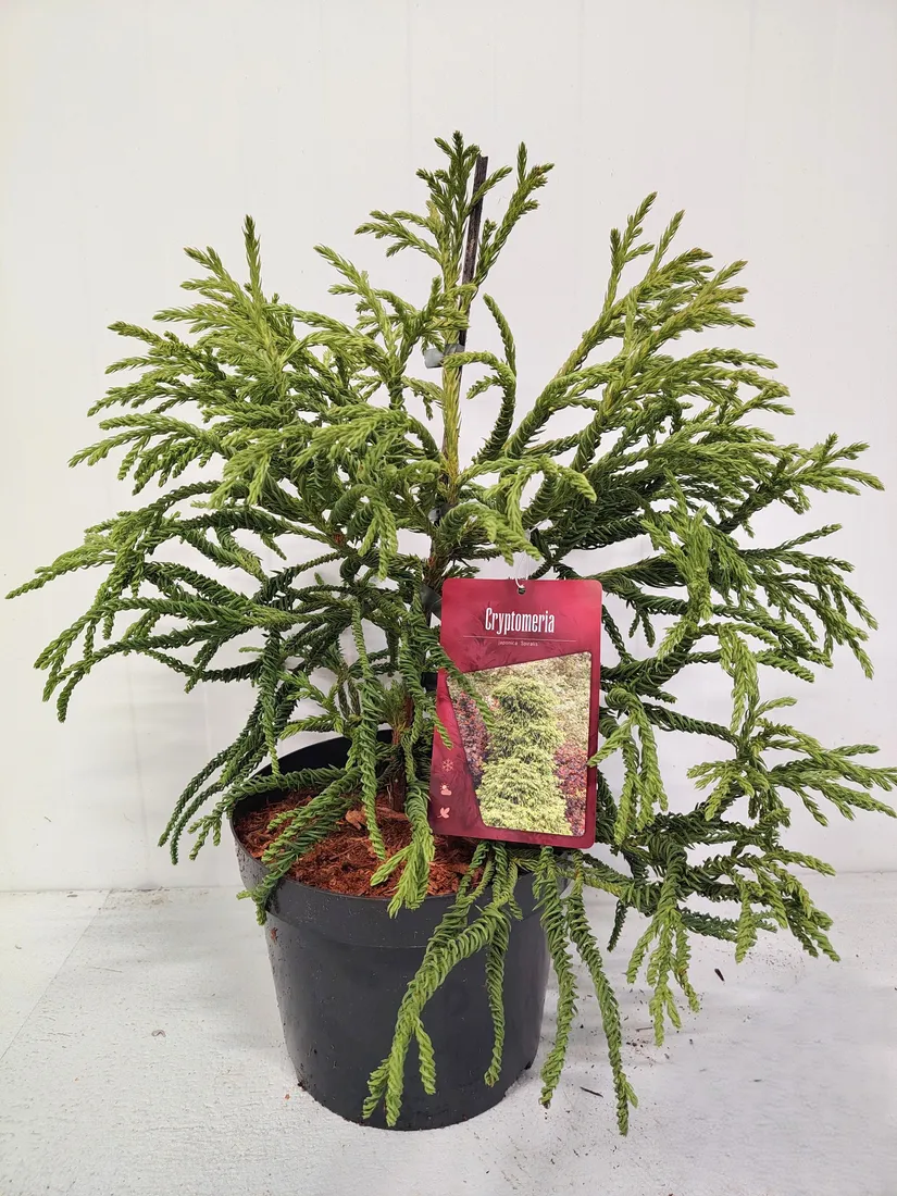 kryptomeria-japonska-spiralis-5l-waga-z-opakowaniem-15-kg