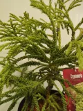 kryptomeria-japonska-spiralis-5l-rodzaj-rosliny-inny