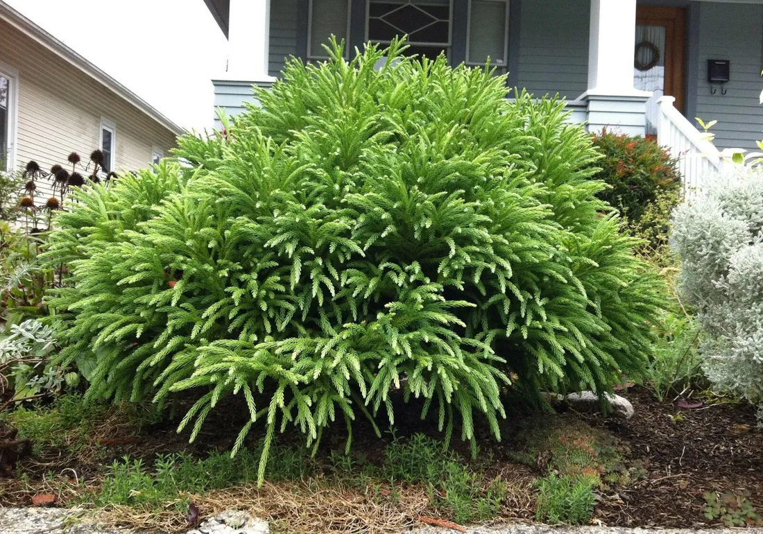 kryptomeria-japonska-spiralis-5l