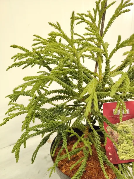 kryptomeria-japonska-spiralis-5l-wysokosc-sadzonki-30-40-cm