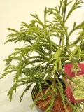 kryptomeria-japonska-spiralis-5l-wysokosc-sadzonki-30-40-cm