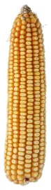 nasiona-kukurydzy-kukurydza-sm-piast-fao-280-k-c1-pl226-61-91-k267-a