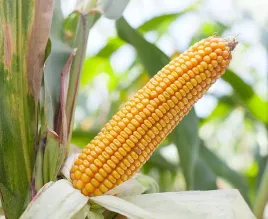 nasiona-kukurydzy-kukurydza-kosmal-fao-260-k-pl426-61-91-k288-a