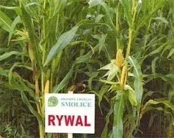 nasiona-kukurydzy-kukurydza-rywal-fao210-z-k-pl326-61-91-k613-a-sw-kipon